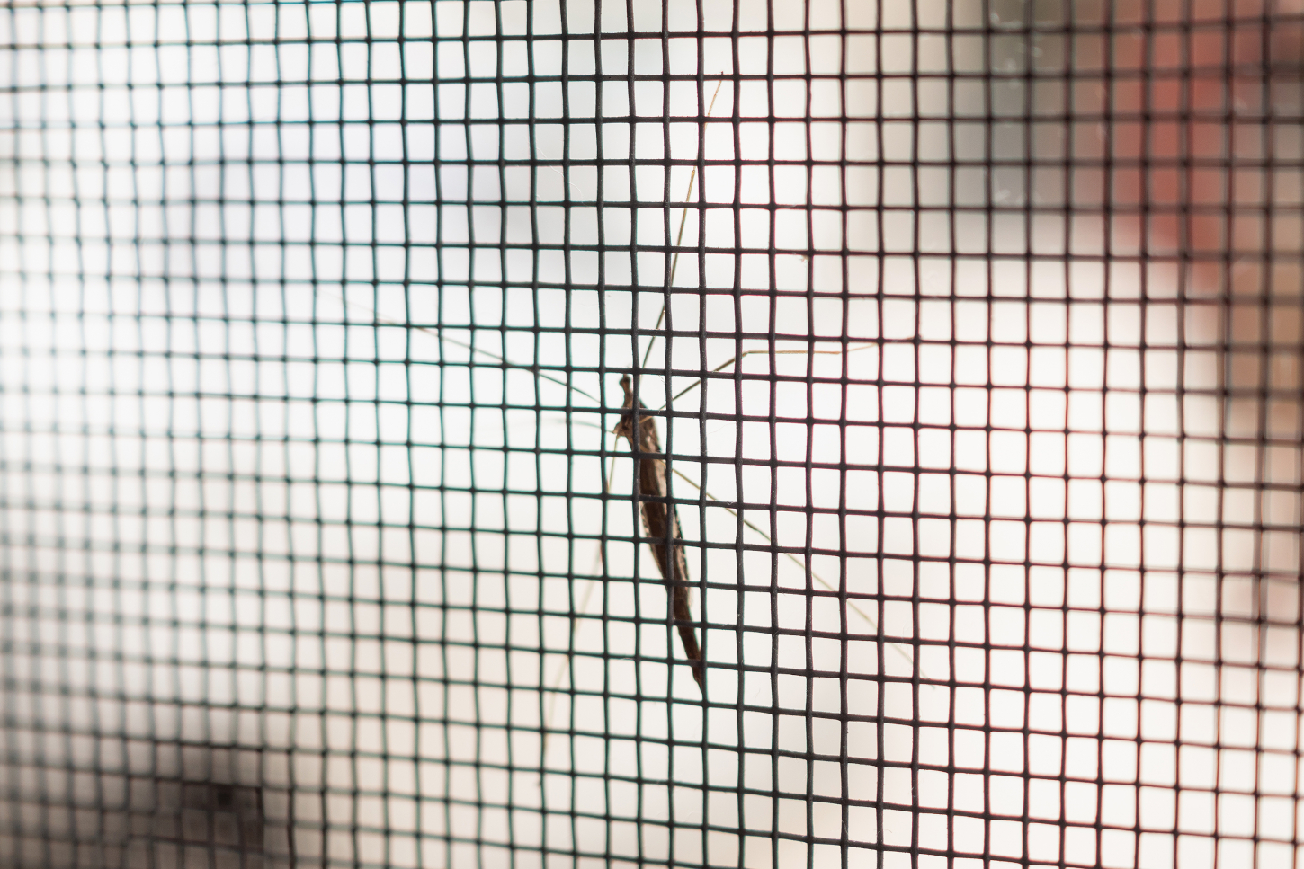 insektenschutz subheader